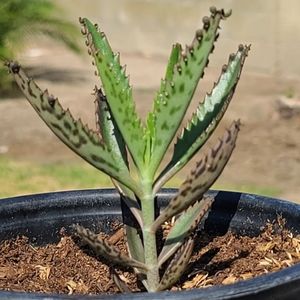 Rooted Mother Of Thousands Succulent Plants